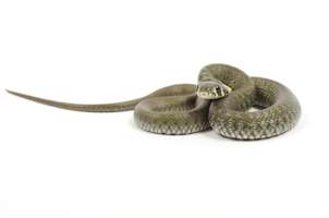 phobia treatment hypnosis for snakes